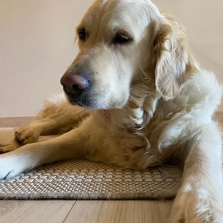 Alm Seasons Premium & *