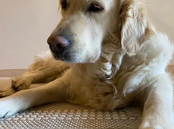 Alm Seasons Premium & *